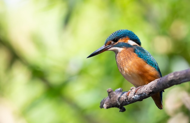 Common kingfisher Alcedo atthis The bird sits above a shallow river on a old branch