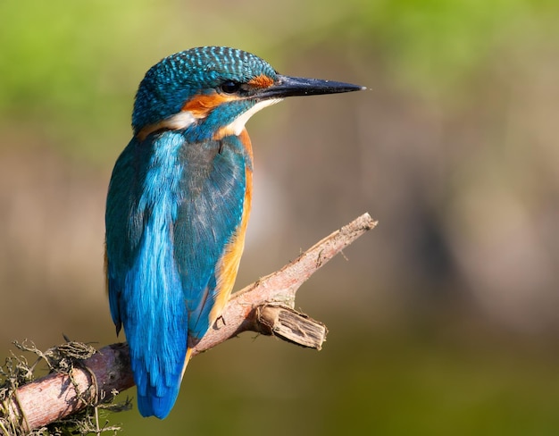 Common kingfisher Alcedo atthis The bird sitting on a branch above the water while waiting for fish