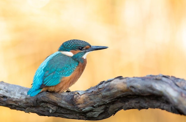 Common kingfisher Alcedo atthis The bird sitting on a branch above the water while waiting for fish