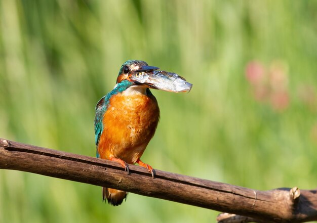 Common kingfisher Alcedo atthis A bird with its prey sits on a branch