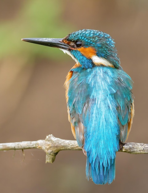 Common kingfisher Alcedo atthis Closeup of a bird perched on a branch