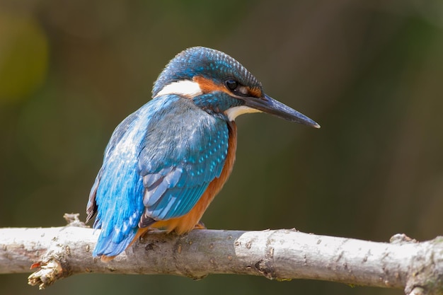 Common Kingfisher Alcedo atthis At dawn a young bird sits on a beautiful branch above the river