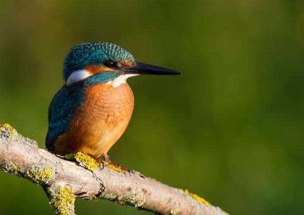 Common kingfisher Alcedo atthis In the early morning a young bird sits on a beautiful branch above the river waiting for fish