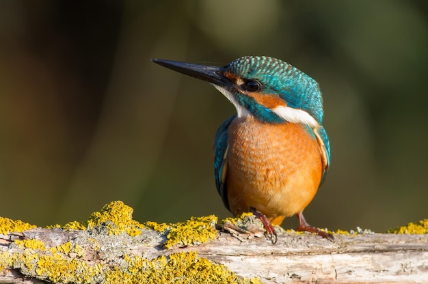 Common kingfisher Alcedo atthis In the early morning a young bird sits on a beautiful branch above the river waiting for fish