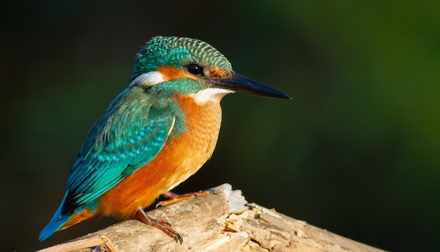 Common kingfisher Alcedo atthis In the early morning a young bird sits on a beautiful branch above the river waiting for fish