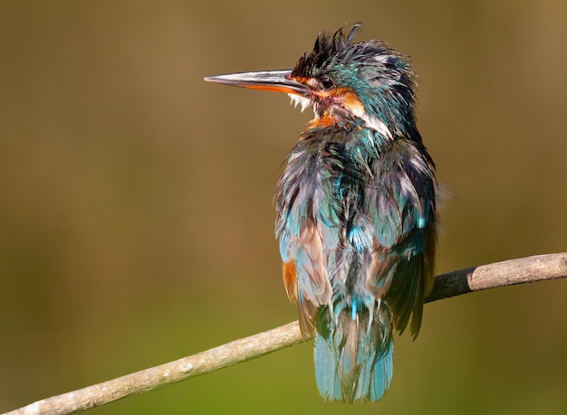 Common kingfisher Alcedo atthis The female bird ruffles her feathers and looks away