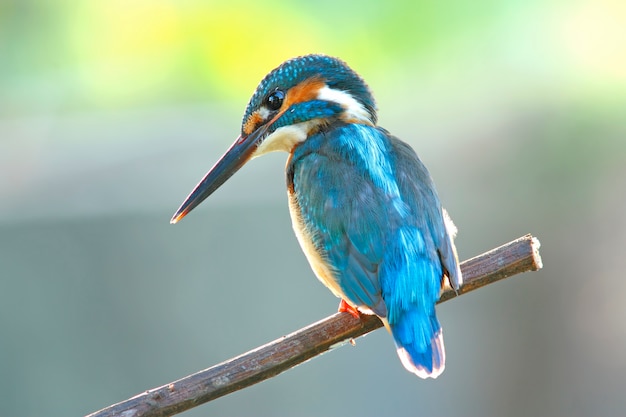 Photo common kingfisher alcedo atthis male birds of thailand