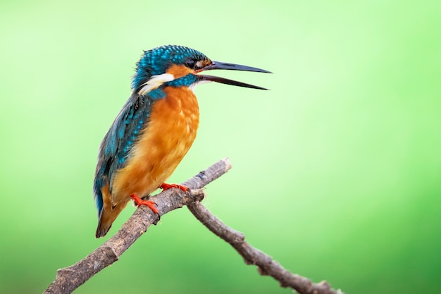 common kingfisher (Alcedo atthis) perched on a branch. Bird. Animals.