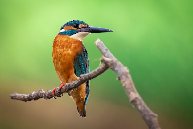 common kingfisher (Alcedo atthis) perched on a branch. Bird. Animals.