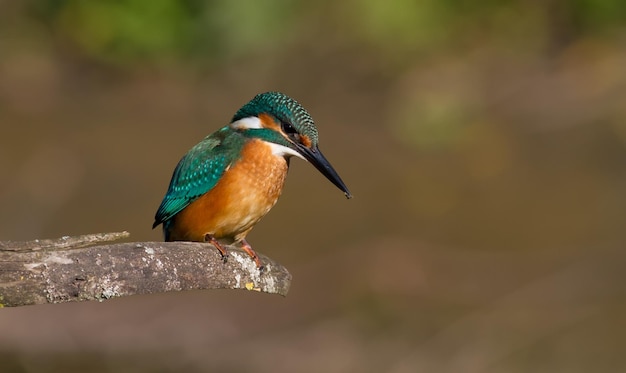 Common kingfisher Alcedo atthis Sunny day a young bird sitting by the river on a beautiful branch