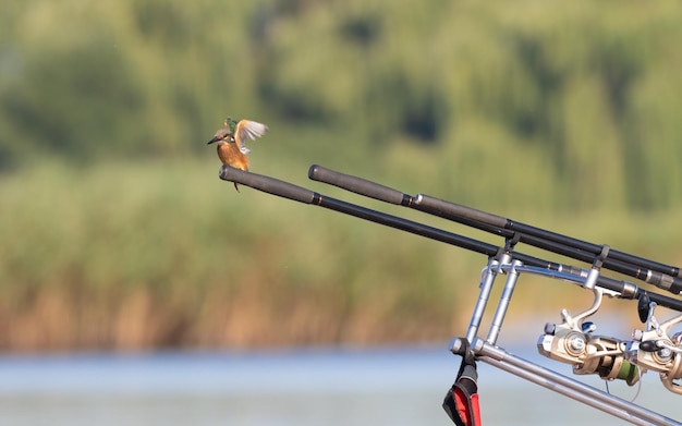 Common kingfisher Alcedo atthis A young bird is fishing sitting on fishing rods Periodically dives for the catch and comes back