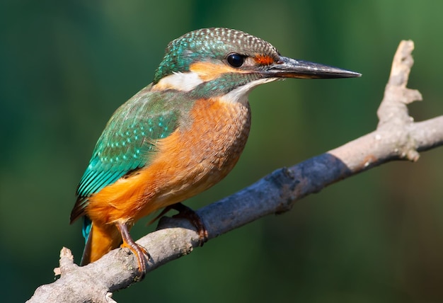 Common kingfisher Alcedo atthis The young bird sitting on a branch above the water