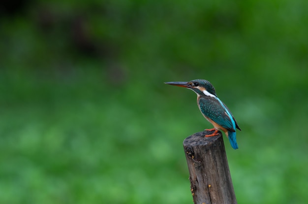 Common Kingfisher,  Beautiful bird in Thailand,