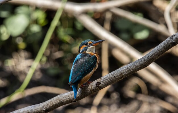 Common Kingfisher on the branch tree