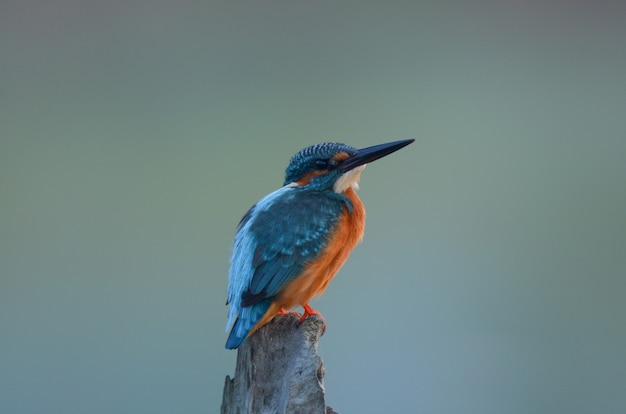 Common kingfisher, a little kingfisher bird