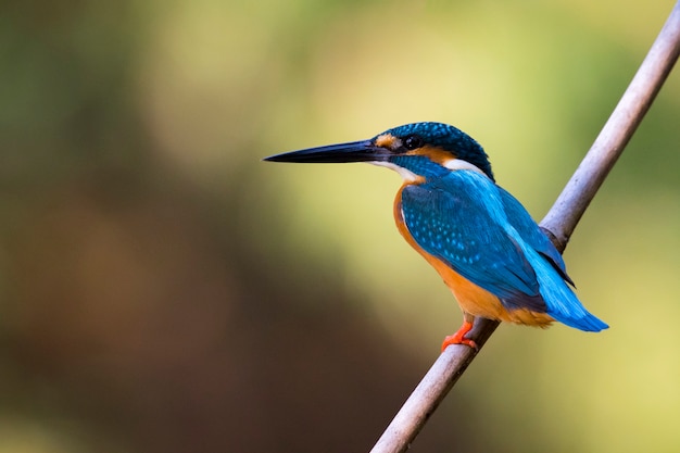 Common Kingfisher perched on a branch