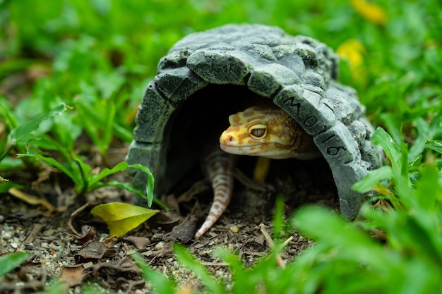 Common leopard gecko on the ground