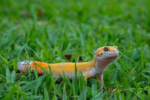 Common leopard gecko on the ground