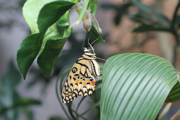 Common lime butterfly perched on a plant