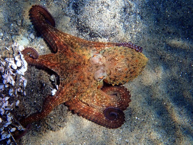 Photo common mediterranean octopus - octopus vulgaris