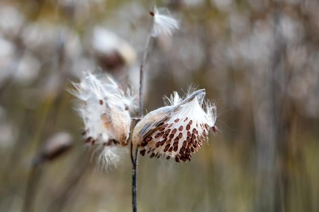 Common Milkweed, Asclepias syriaca. Butterfly flower or silkweed follicle with flying dry seeds in early autumn