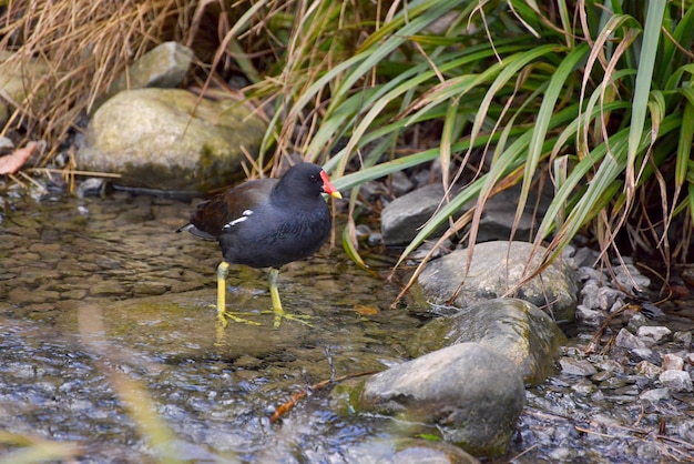 Common Moorhen Gallinula chloropus wading through a shallow brook