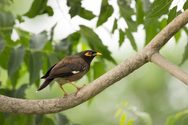 common myna or acridotheres tristis sometimes spelled mynah perched  on the tree after a long flight