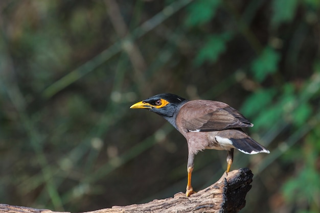 Common Myna bird (Acridotheres tristis) perching on the tree