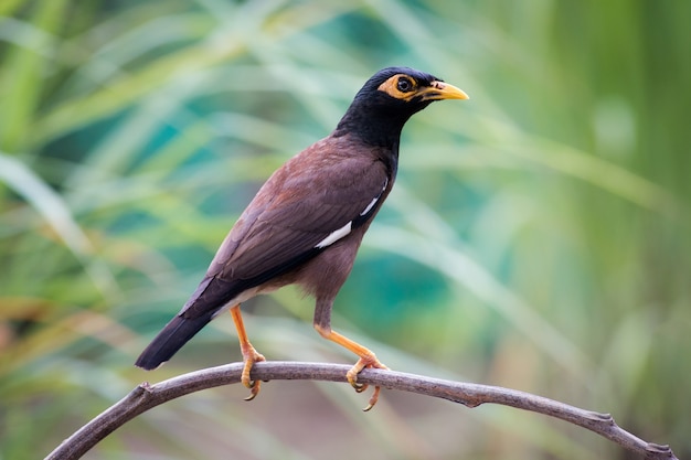 common myna bird of thailand.