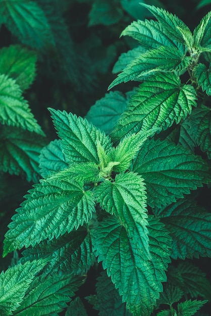 Common nettle bush outdoors Urtica dioica Stinging nettles plant Herbal medicine concept Green foliage background Dark leaves pattern at night Botanical greenery closeup Medicinal herbs