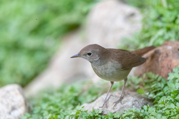 Common nightingale, rufous nightingale or nightingale (Luscinia megarhynchos) Malaga, Spain