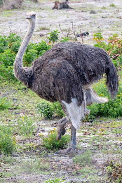 Common ostrich (Struthio camelus) Kruger, Republic of South Africa