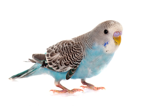 common pet parakeet