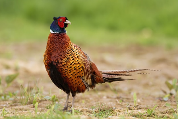 Common pheasant on field in spring