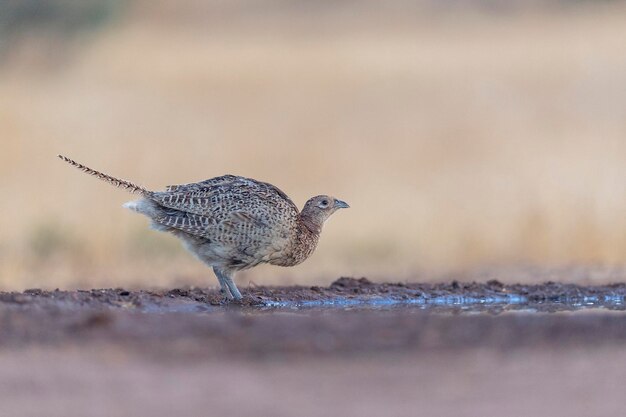 Common pheasant (Phasianus colchicus) Toledo, Spain