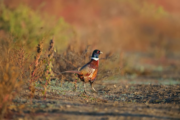 The common pheasant Phasianus colchicus