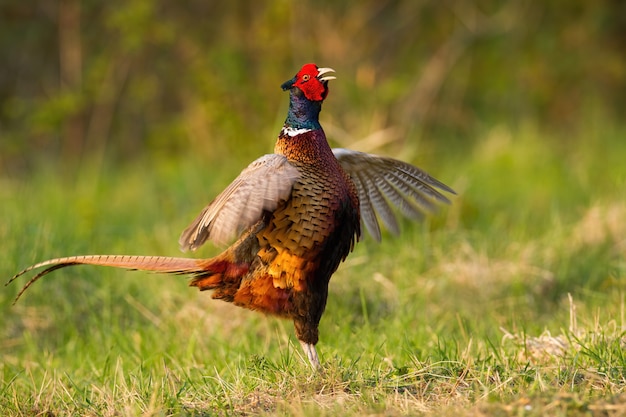 Common pheasant with colorful feathers displaying on the meadow.