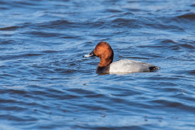 Photo common pochard male swimming in the lake aythya ferina