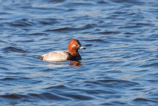 Photo common pochard male swimming in the lake aythya ferina