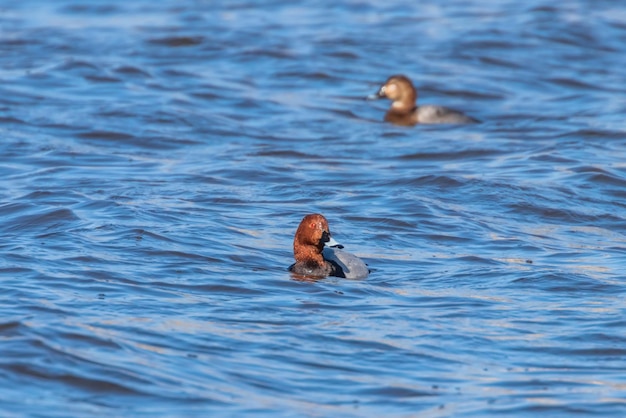 Common Pochard pair swimming in the lake (Aythya ferina)