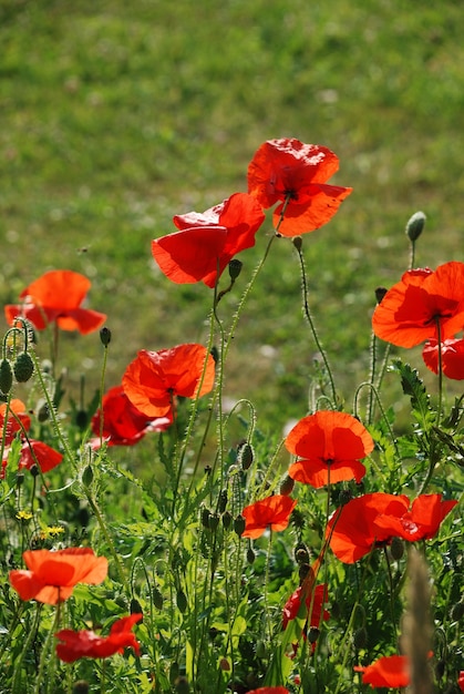 Common poppies