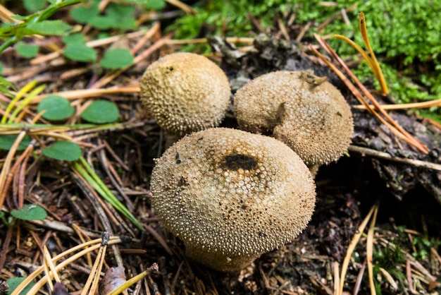 Common puffball, warted puffball Lycoperdon perlatum in pine forest. Ripe mushroom. When young, it is edible. Mature - not edible.