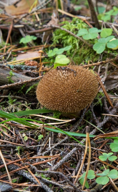 Common puffball, warted puffball Lycoperdon perlatum in pine forest. Ripe mushroom. When young, it is edible. Mature - not edible.