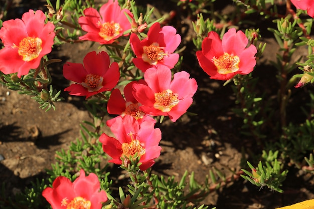 Common purslane flower in the garden