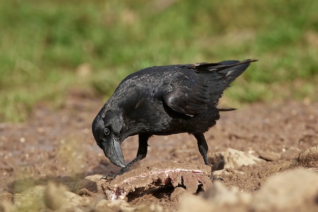 Common raven (Corvus corax)