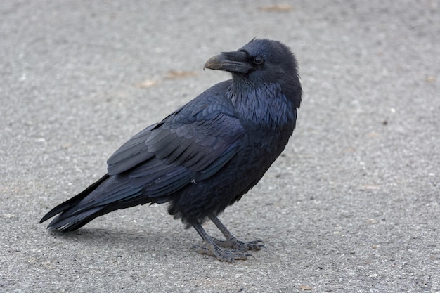 Common Raven looking over his shoulder