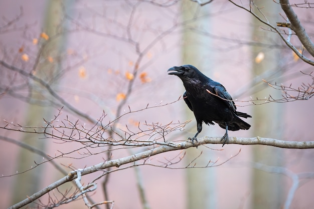 Common raven sitting on branch in autumn nature.