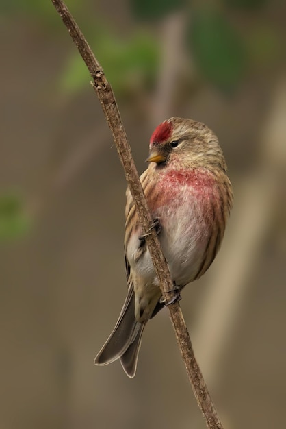 Common Redpoll perched on branch gazes at sea with green foliage backdrop