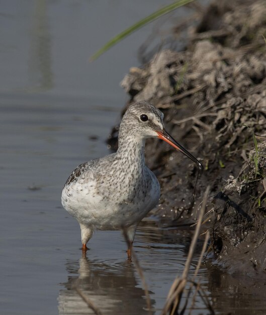 Common Redshank looking for food in the water