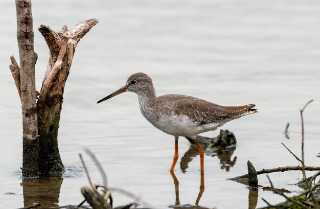 The common redshank or simply redshank searching for food in the pond